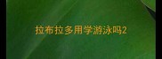 拉布拉多用学游泳吗