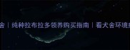 北京宝拉拉布拉多犬舍纯种拉布拉多领养购买指南看犬舍环境疫苗血统证书全攻略