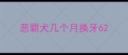 恶霸犬几个月换牙6