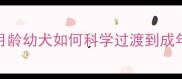 狗狗成犬标准3-6月龄幼犬如何科学过渡到成年期附发育指标