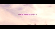 小泰迪犬最喜欢吃什么