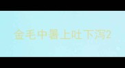 金毛中暑上吐下泻