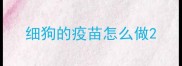 细狗的疫苗怎么做