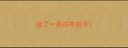 捡了一条拉布拉多