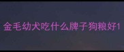 金毛幼犬吃什么牌子狗粮好