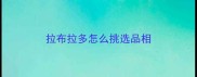拉布拉多怎么挑选品相