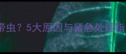 狗狗频繁拉稀呕吐带虫5大原因与紧急处理指南附驱虫方案