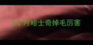 5个月哈士奇掉毛厉害