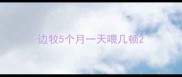 边牧5个月一天喂几顿
