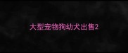 大型宠物狗幼犬出售