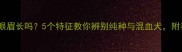 拉布拉多眼眉长吗5个特征教你辨别纯种与混血犬附养护指南
