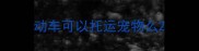 动车可以托运宠物么