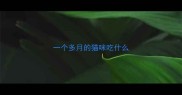 一个多月的猫咪吃什么