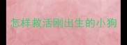 怎样救活刚出生的小狗