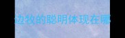 边牧的聪明体现在哪