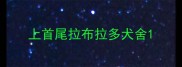 上首尾拉布拉多犬舍