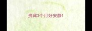 贵宾3个月好安静