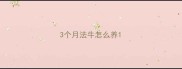 3个月法牛怎么养