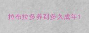 拉布拉多养到多久成年
