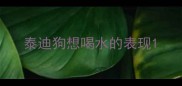 泰迪狗想喝水的表现