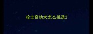 哈士奇幼犬怎么挑选