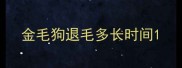 金毛狗退毛多长时间