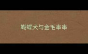 蝴蝶犬与金毛串串