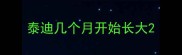 泰迪几个月开始长大