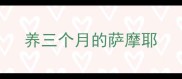 养三个月的萨摩耶