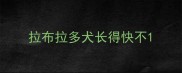 拉布拉多犬长得快不