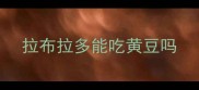 拉布拉多能吃黄豆吗