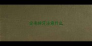 金毛掉牙注意什么
