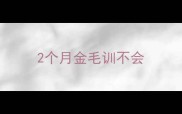 2个月金毛训不会