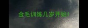 金毛训练几岁开始