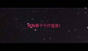 狗狗鼻子干打疫苗