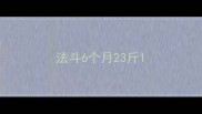 法斗6个月23斤