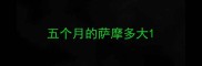 五个月的萨摩多大
