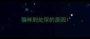 猫咪到处尿的原因