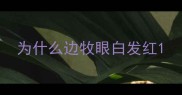为什么边牧眼白发红