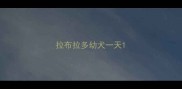 拉布拉多幼犬一天