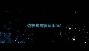 边牧狗狗爱玩水吗