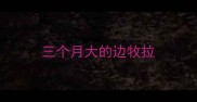 三个月大的边牧拉