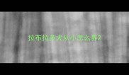 拉布拉多犬从小怎么养
