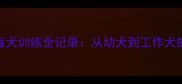 纯种拉布拉多导盲犬训练全记录从幼犬到工作犬的120天蜕变指南