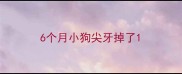 6个月小狗尖牙掉了