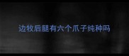 边牧后腿有六个爪子纯种吗