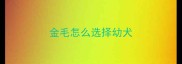 金毛怎么选择幼犬