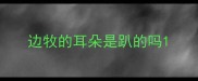 边牧的耳朵是趴的吗