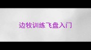 边牧训练飞盘入门