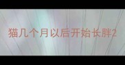 猫几个月以后开始长胖